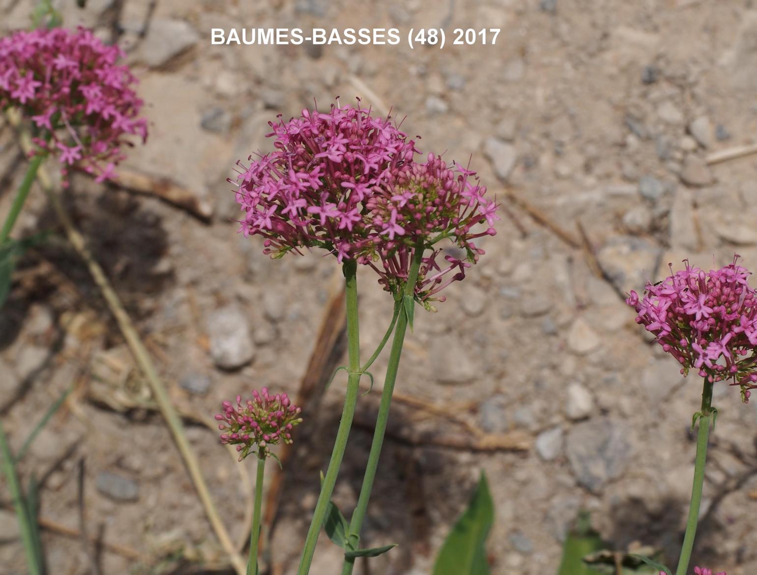 Valerian, Mauve